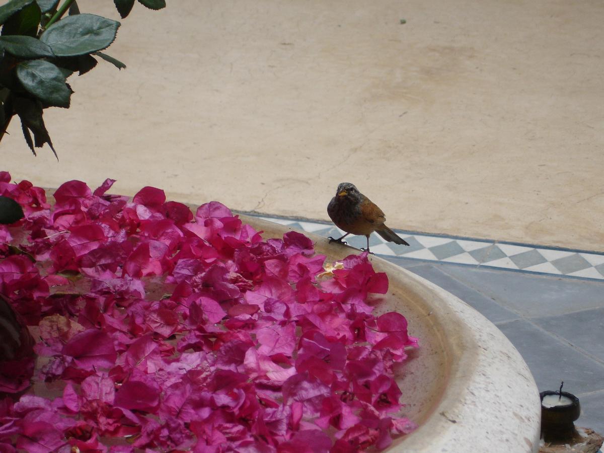 Dar Touyir Hotel Marrakesh Luaran gambar